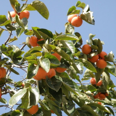 Виргинская Хурма Зенжимару Виргинская Хурма Зенжимару фото