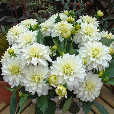 Георгина Гэллери Арт Фаер Георгина Гэллери Арт Фаер фото