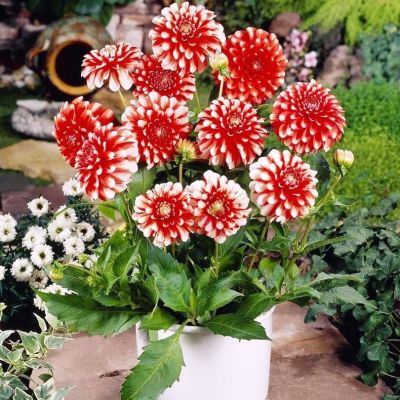 Георгина Мюзет Георгина Мюзет фото