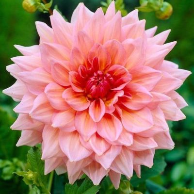 Георгина Оттос Трилл (Гиганты) Георгина Оттос Трилл (Гиганты) фото