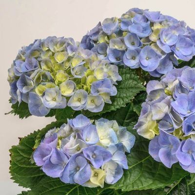 Гортензия крупнолистная Хай Маунтин Гортензия крупнолистная Хай Маунтин - Dolina-Sad.Ru