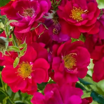 Роза Генри Келси - Dolina-Sad.Ru