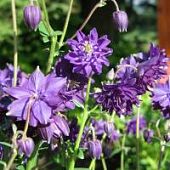 Аквилегия махровая Блу Барлоу - Dolina-Sad.Ru