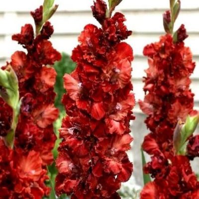 Гладиолус Омск Гладиолус Омск - Dolina-Sad.Ru