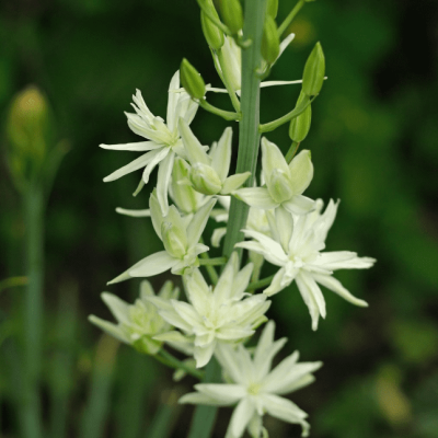 Камассия Лейхтлина Семиплена Камассия Лейхтлина Семиплена фото