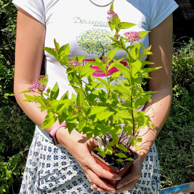 Спирея японская Голден Джек Спирея японская Голден Джек - Dolina-Sad.Ru