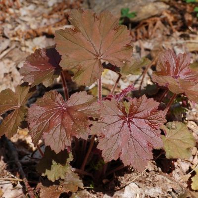 Гейхера мохнатая Гейхера мохнатая - Dolina-Sad.Ru