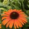Эхинацея Оранж Скиппер , Эхинацея Оранж Скиппер , фото