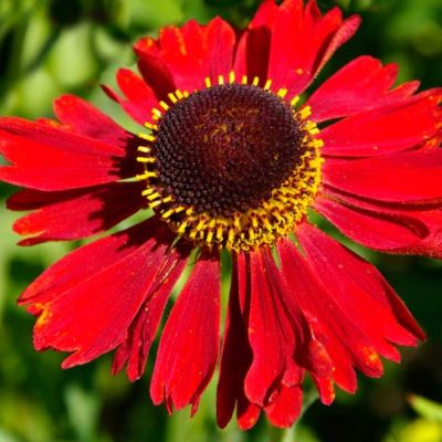 Гелениум Руби Чарм Гелениум Руби Чарм - Dolina-Sad.Ru