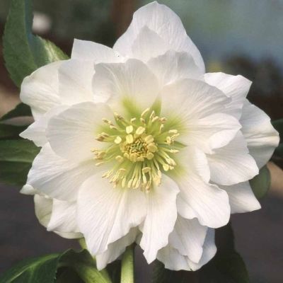 Морозник Дубль Хубридс Вайт Промис - Dolina-Sad.Ru