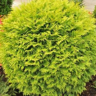 Туя западная Глобоза Ауреа Туя западная Глобоза Ауреа - Dolina-Sad.Ru