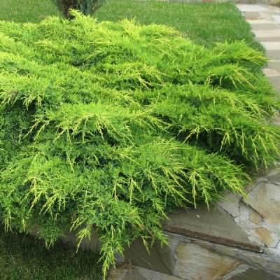 Можжевельник средний Голд Кост фото