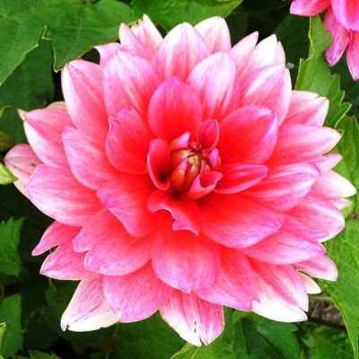 Георгина Берлинер Кляйне Георгина Берлинер Кляйне фото