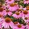 Эхинацея Пурпур-Кимс Эхинацея Пурпур-Кимс фото