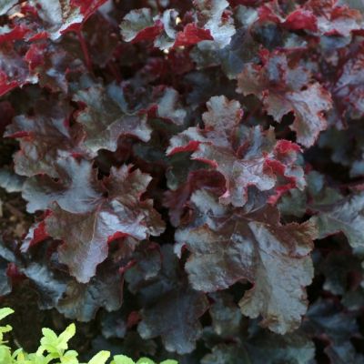 Гейхера Блэк Бьюти Гейхера Блэк Бьюти - Dolina-Sad.Ru