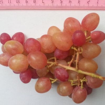 Виноград Алладин Виноград Алладин - Dolina-Sad.Ru