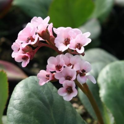 Бадан Бах - Dolina-Sad.Ru