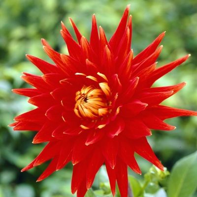 Георгина Вулкан Георгина Вулкан - Dolina-Sad.Ru