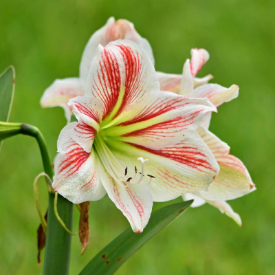 Амариллис Страйпед Бьюти (Парк Страйпед) Амариллис Страйпед Бьюти (Парк Страйпед) фото