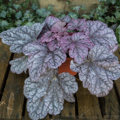 Гейхера Ворлд Кафе Шакерато , С1,5 Гейхера Ворлд Кафе Шакерато , С1,5 фото