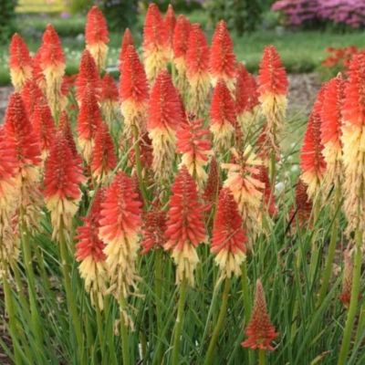 Книфофия Ред Рокет - Dolina-Sad.Ru