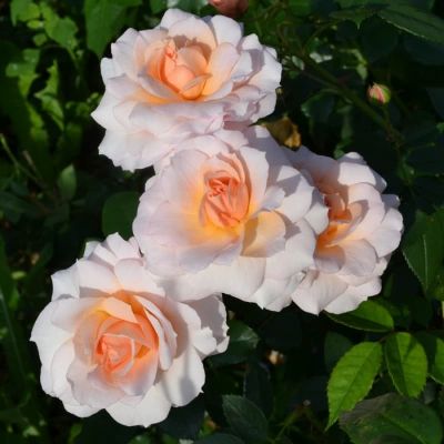 Роза Шлосс Ойтин Роза Шлосс Ойтин фото