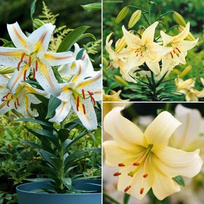 Микс лилий Жемчужный Микс лилий Жемчужный - Dolina-Sad.Ru