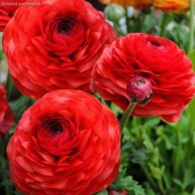 Ранункулюс Ред за 1 копейку фото