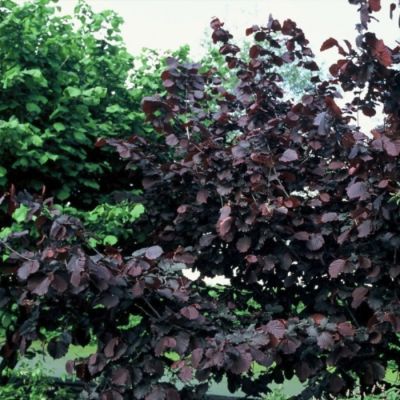 Фундук обыкновенный Род Зеллернут Фундук обыкновенный Род Зеллернут - Dolina-Sad.Ru