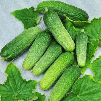 Огурец Драгун (A) фото