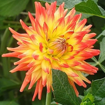 Георгина Шпасмахер Георгина Шпасмахер - Dolina-Sad.Ru