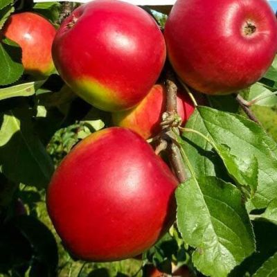 Яблоня Ред Фри/Летняя Яблоня Ред Фри/Летняя фото