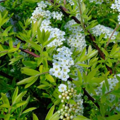 Спирея серая Казу Спирея серая Казу - Dolina-Sad.Ru