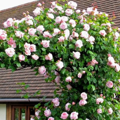 Роза Дэвид Аустин Роза Дэвид Аустин - Dolina-Sad.Ru