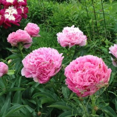 Пион Пинк джевел Пион Пинк джевел фото