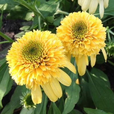 Эхинацея Лемон Дроп Эхинацея Лемон Дроп фото