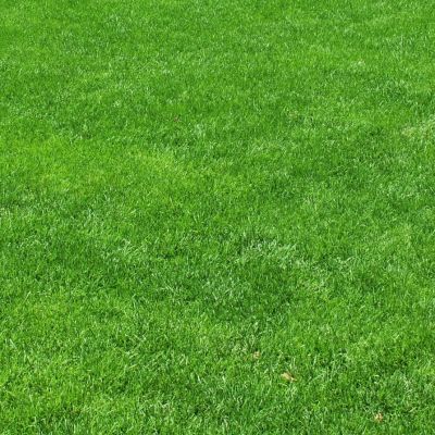 Газонная трава Парк, 500 гр Газонная трава Парк, 500 гр - Dolina-Sad.Ru