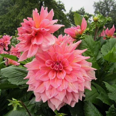 Георгина Оттос Трилл (Гиганты) Георгина Оттос Трилл (Гиганты) фото