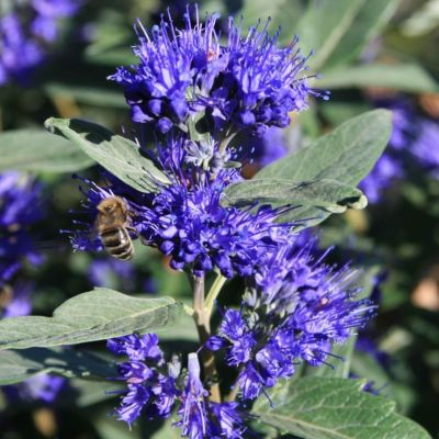 Кариоптерис кландоненсис Гранд Блю Кариоптерис кландоненсис Гранд Блю - Dolina-Sad.Ru