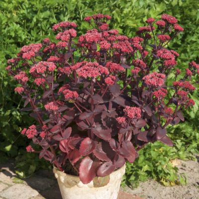 Седум Чоколэт Черри - Dolina-Sad.Ru