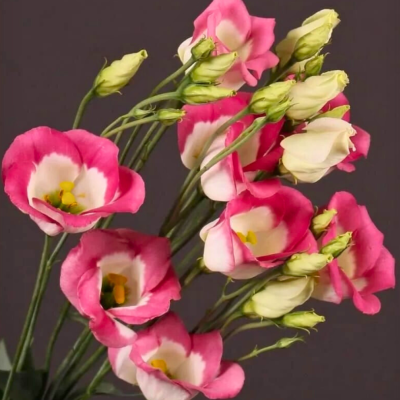 Эустома Пикколо Пикоти малиновая F1, гранул. пробирка Эустома Пикколо Пикоти малиновая F1, гранул. пробирка - Dolina-Sad.Ru