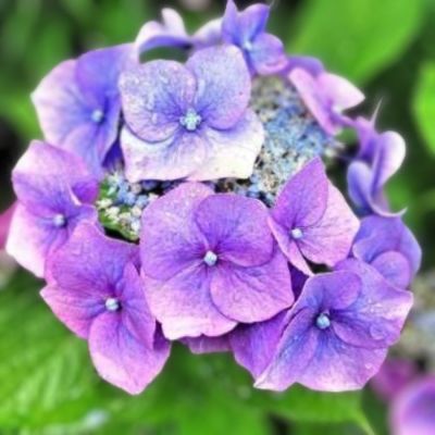 Гортензия пильчатая Блю Клоудс, С3 Гортензия пильчатая Блю Клоудс, С3 - Dolina-Sad.Ru