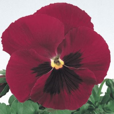 Анютины глазки Лаура Анютины глазки Лаура фото