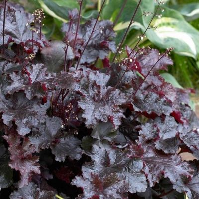 Гейхера Блэк Бьюти Гейхера Блэк Бьюти - Dolina-Sad.Ru