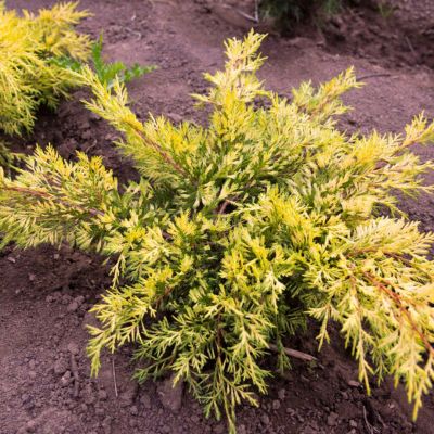 Можжевельник средний Кинг Оф Спринг Можжевельник средний Кинг Оф Спринг - Dolina-Sad.Ru