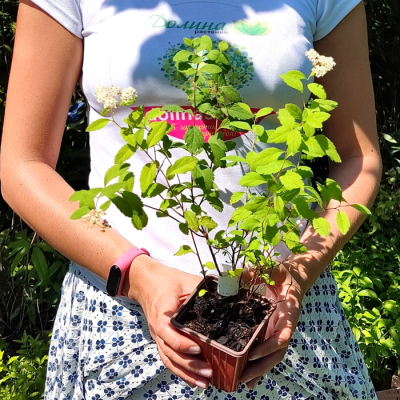 Спирея стелющаяся, С2 Спирея стелющаяся, С2 - Dolina-Sad.Ru