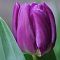 Тюльпан Перпл Флэг Тюльпан Перпл Флэг - Dolina-Sad.Ru
