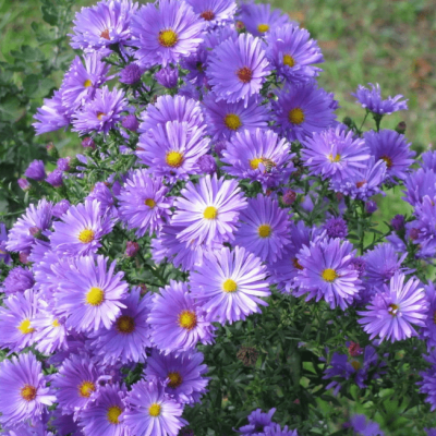 Астра кустарниковая Блаубокс фото