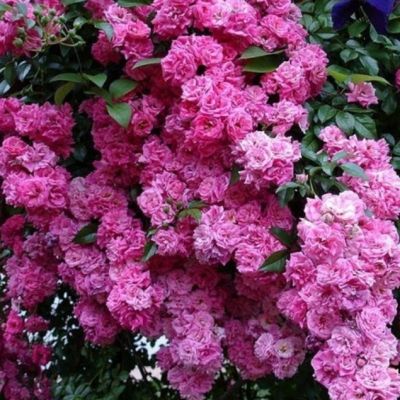 Роза Супер Дороти Роза Супер Дороти - Dolina-Sad.Ru