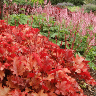 Гейхера Пич Фламбе Гейхера Пич Фламбе фото